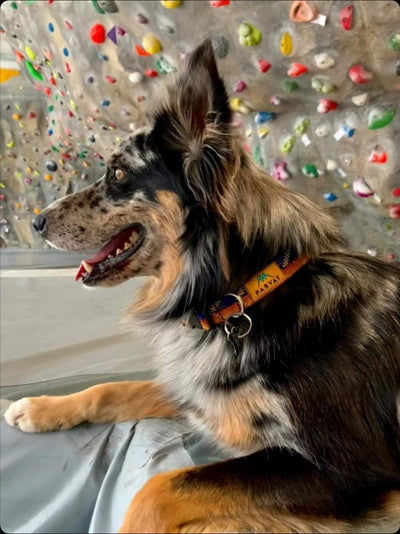 Recycled Ropes Collars